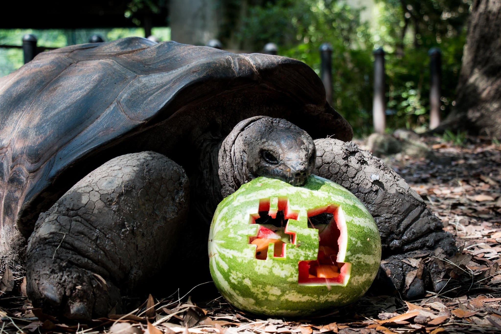 Fort Worth Zoo Feature Image